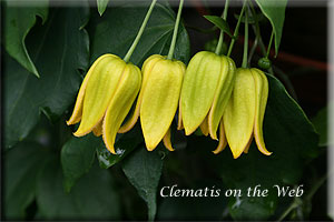 Clematis photograph