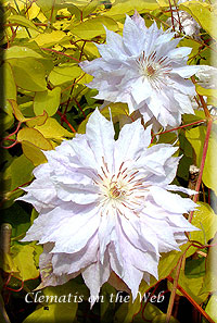 Clematis photograph