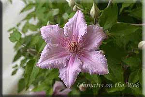 Clematis photograph