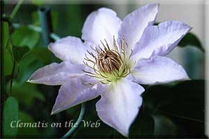 Clematis photograph