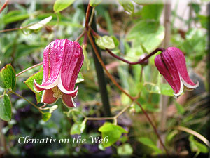 Clematis photograph