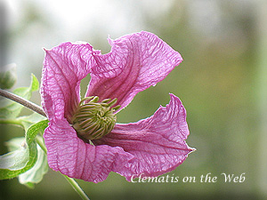 Clematis photograph