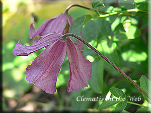 Clematis photograph