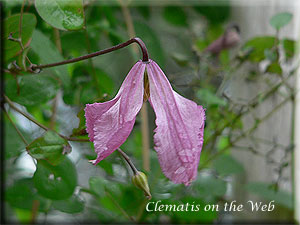 Clematis photograph