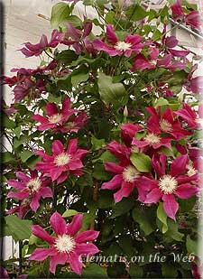 Clematis photograph