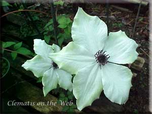 Clematis photograph