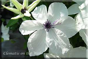 Clematis photograph