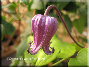 Clematis photograph