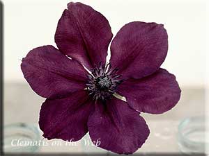 Clematis photograph