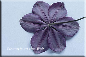 Clematis photograph