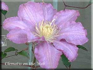 Clematis photograph