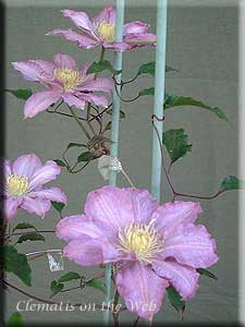 Clematis photograph