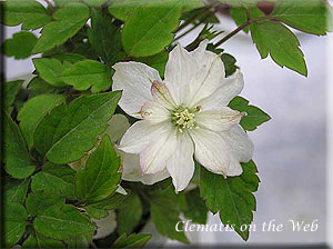 Clematis photograph