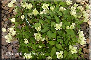 Clematis photograph