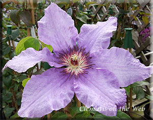 Clematis photograph