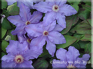 Clematis photograph