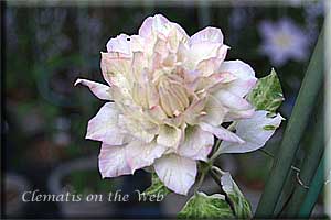 Clematis photograph