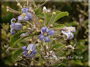 Clematis photograph