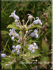 Clematis photograph