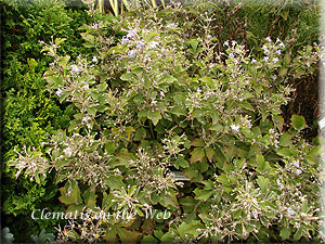 Clematis photograph