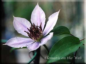 Clematis photograph