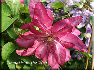 Clematis photograph