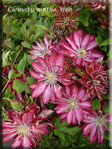 Clematis photograph