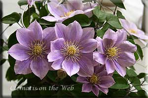 Clematis photograph