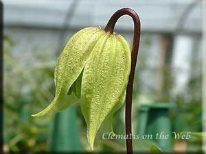 Clematis photograph