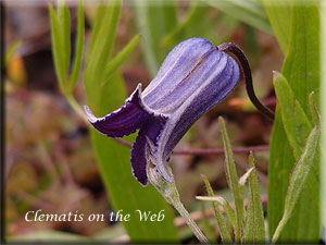 Clematis photograph