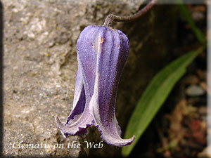 Clematis photograph