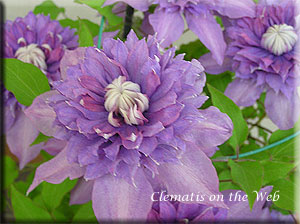 Clematis photograph