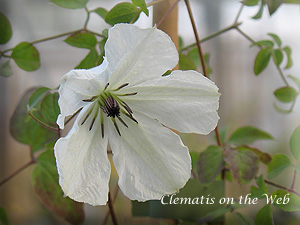 Clematis photograph