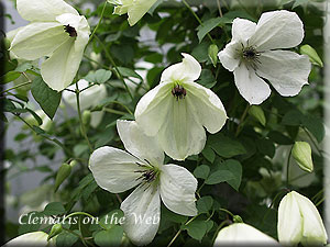 Clematis photograph