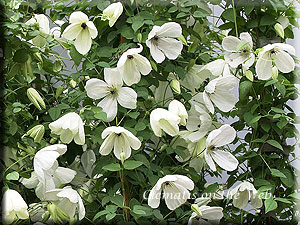 Clematis photograph