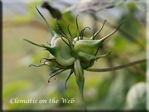 Clematis photograph