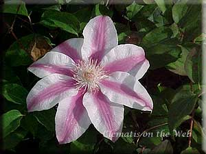 Clematis photograph