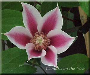 Clematis photograph