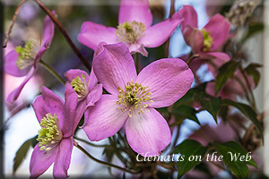 Clematis photograph