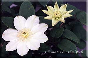 Clematis photograph