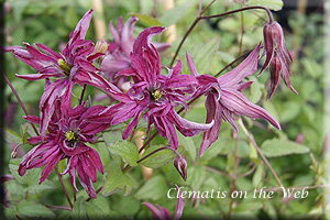 Clematis photograph