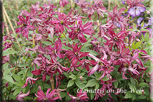 Clematis photograph