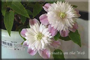 Clematis photograph