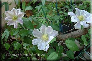 Clematis photograph