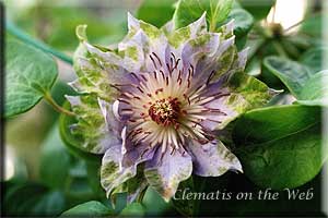 Clematis photograph