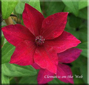 Clematis photograph