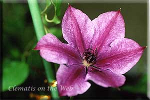 Clematis photograph