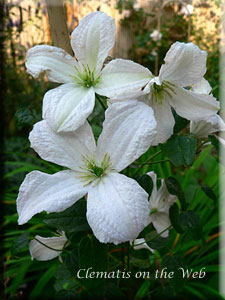 Clematis photograph