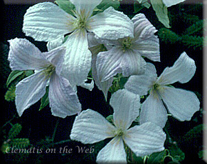 Clematis photograph