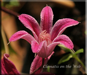 Clematis photograph